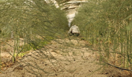 芦笋种植视频,从播种到收获的实用指南